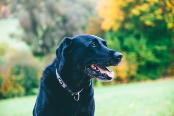 Portrait of a black labrador in autumn