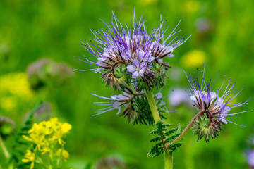 Insekten Wiese