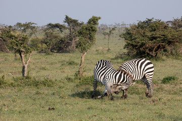Fototapeta na wymiar Zebras (Equus quagga) - Kenya 