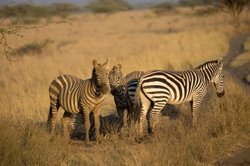 Obraz na płótnie Canvas Zebras (Equus quagga) - Kenya 