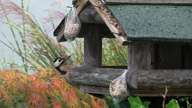 Ein Buntspecht kommt zum alten Vogelh&auml;uschen und genie&szlig;t nach einigem Z&ouml;gern den Meisenkn&ouml;del
