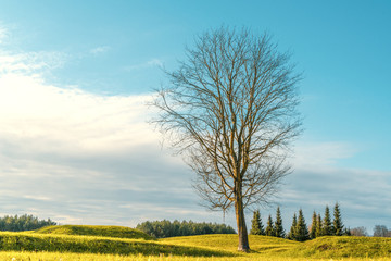 Tree without leaves in the field