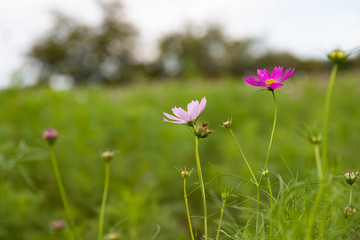 コスモス　牧の原公園　千葉県印西市　日本
