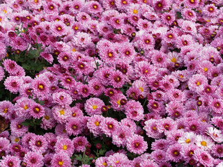 Chrysanthemum x grandiflorum 'Anastasia'  |  Rosaviolett Garten-Chrysantheme oder...