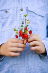 wild strawberries held in the hands of a child against a blue shirt