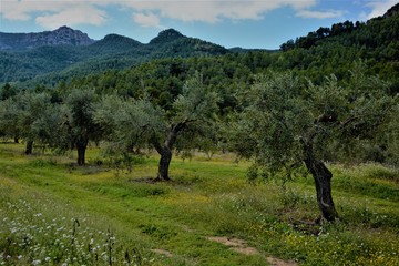 Olivos del Priorat