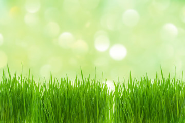 Fototapeta na wymiar Young green wheat plant with blurred green bokeh background