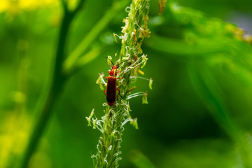 Insekten Wiese