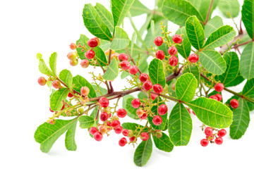 Brazilian pepper tree on white background or Christmas berry, Pink Peppercorns.