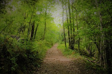 Sendero de montaña en el Montseny
