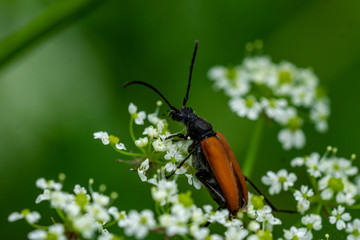 Insekten Wiese