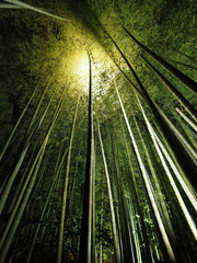 Japan Kyoto old town  bamboo forest
