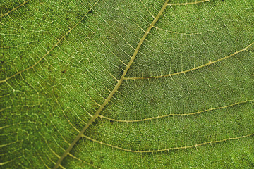 Macro view of green leaf texture and background for design. Organic and natural pattern.