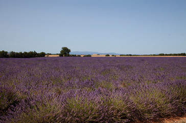 Naklejka na ściany i meble Lavender Fields In Provence South Of France