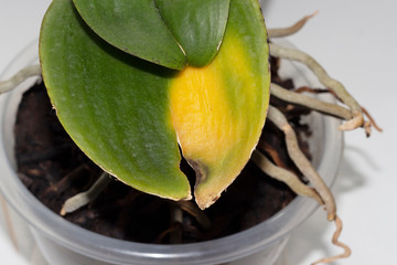 the leaves of the Orchid plant damaged by disease