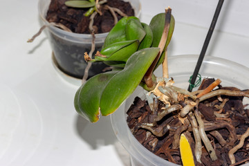 the leaves of the Orchid plant damaged by disease