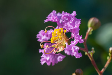 Outdoor blooming purple crape myrtle macro close-up，Lagerstroemia indica