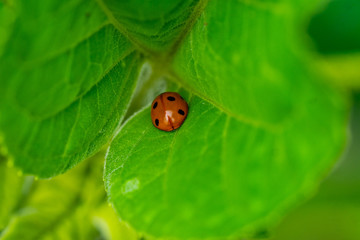 Fototapeta premium Insekten Wiese