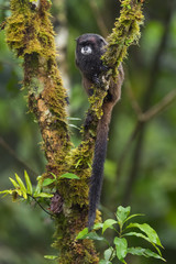 Graells's Black-mantle Tamarin- Saguinus nigricollis graellsi, shy tiny primate with white face from Andean slopes of South America, Wild Sumaco, Ecuador.
