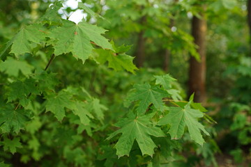 green maple leaves on the tree branch in summer forest.
