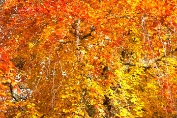 A tree in beautiful autumn colours