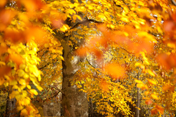 Stunning autumn colours in November