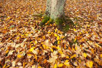 Beautiful autumn leaves in a park