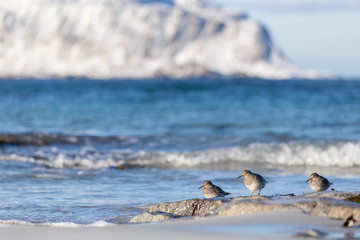 Purple Sandpiper on Lofoten islands in winter