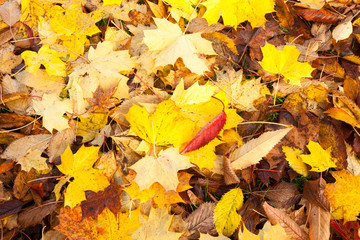 Stunning autumn leaves in Scotland