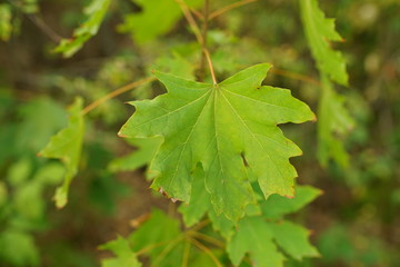 Fototapeta na wymiar big green maple leaf On the tree branch in the summer forest.