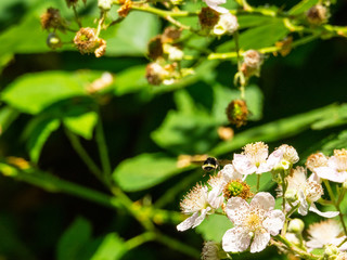 Himalayan blackberry