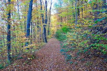 Beautiful autumn forest in yellow and gold tones