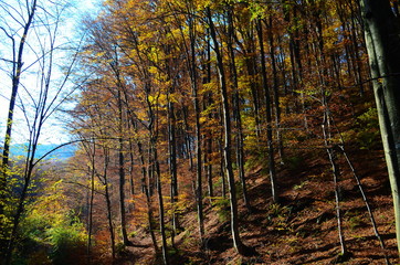Beautiful autumn forest in yellow and gold tones