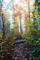 Obraz premium Beautiful autumn forest in yellow and gold tones