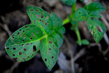green leafy plant with hole eaten by black ants