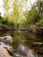 reflections of the trees in the water of the riverbed with stones