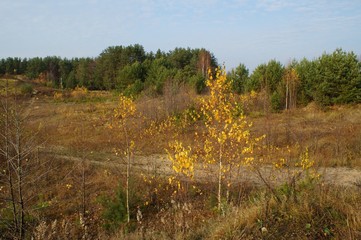 Gold autumn forest and road