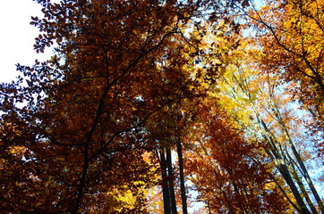 Beautiful autumn forest in yellow and gold tones