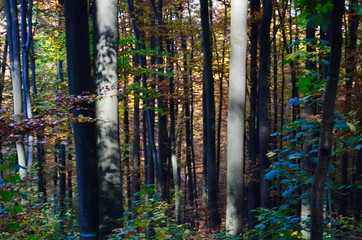 Fototapeta premium Beautiful autumn forest in yellow and gold tones