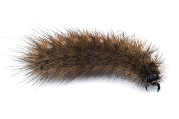 Bear caterpillar