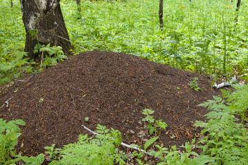 Ant hill