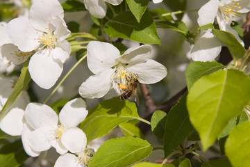  Bee and flowers