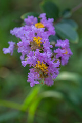 Obraz premium Outdoor blooming purple crape myrtle macro close-up，Lagerstroemia indica