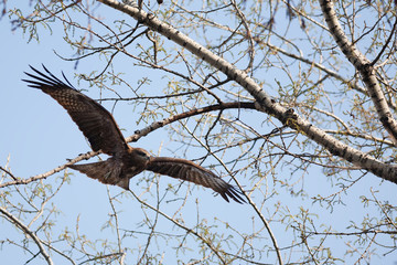 Black Kite