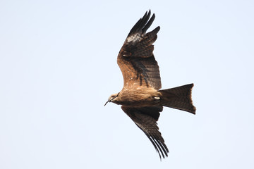 Black Kite