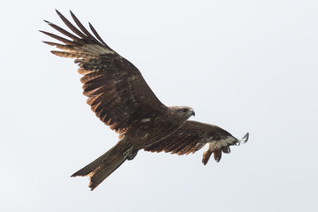 Black Kite