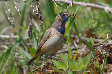 Bluethroat