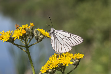 Black-veined White butterfly