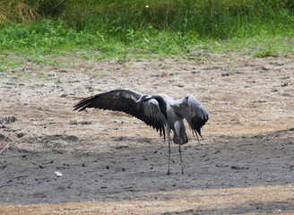 Demoiselle Cranes