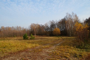 Fototapeta premium Gold autumn forest and road